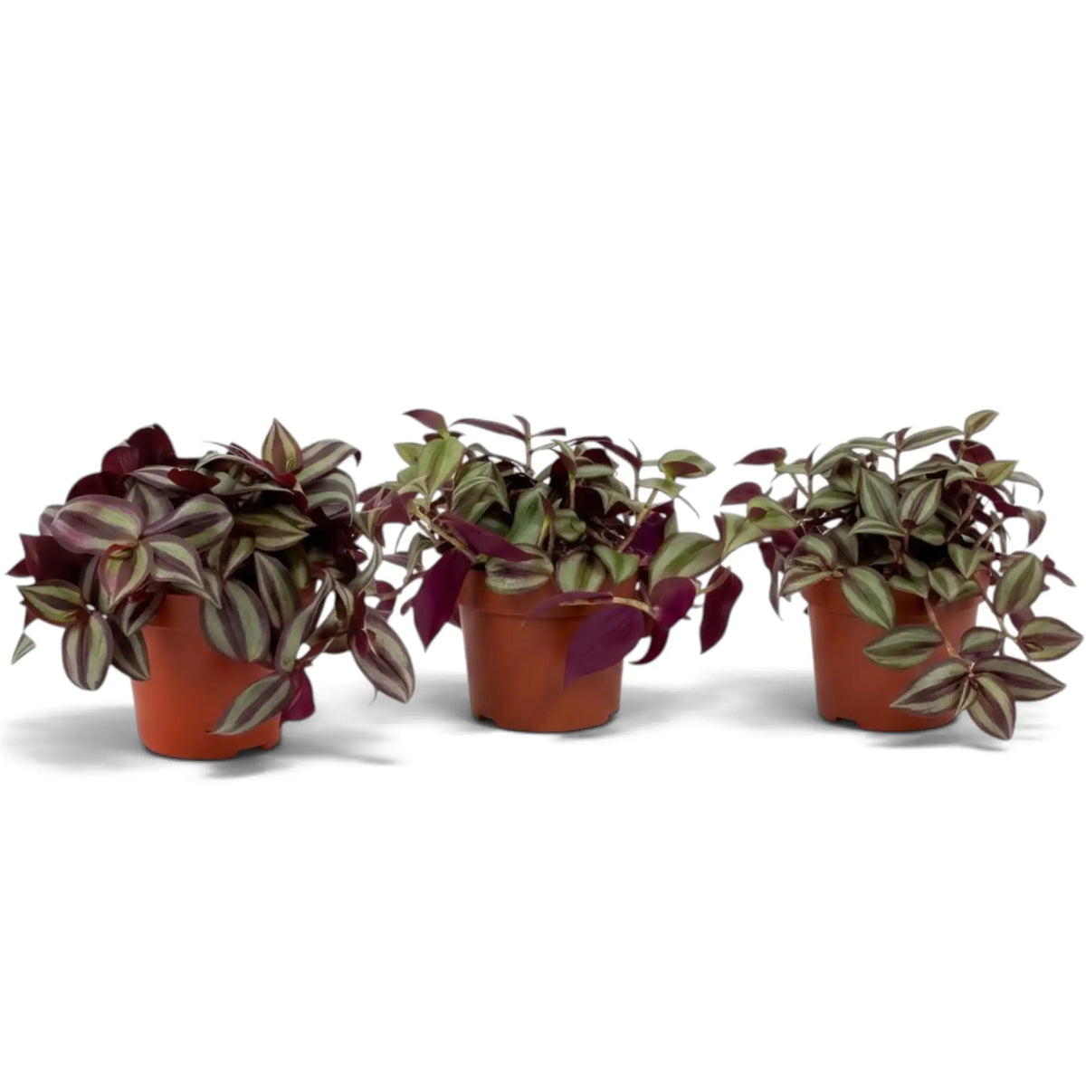Three medium Tradescantia 'Violet Hill' plants with full purple-striped foliage