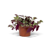 Tradescantia 'Violet Hill' in a nursery pot with arching stems and purple leaf undersides