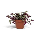 Medium Tradescantia 'Violet Hill' with loose trailing shoots and striped leaves
