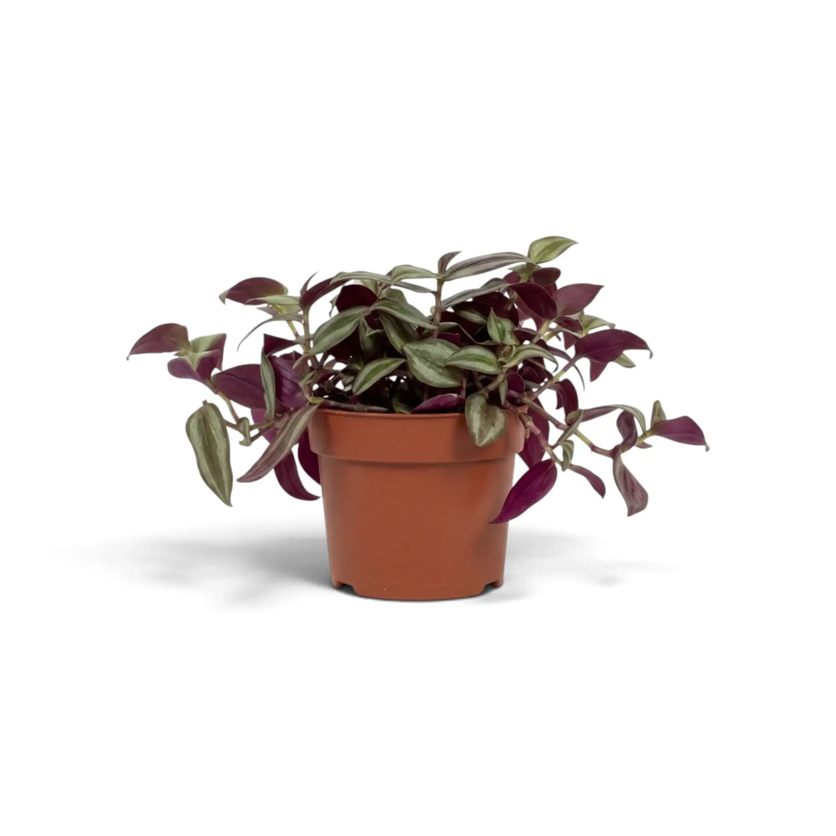 Medium Tradescantia 'Violet Hill' with loose trailing shoots and striped leaves