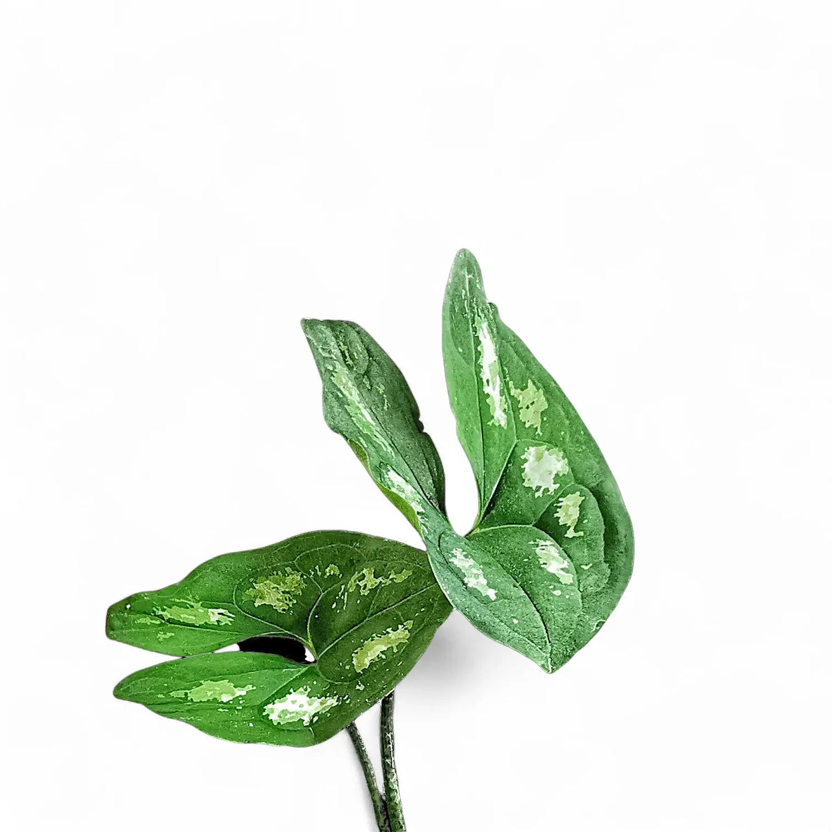 Ulearum donburnsii – Blattdetail vor weißem Hintergrund..