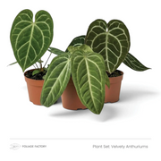 Velvety Anthuriums plant set with three dark green, pale-veined plants in nursery pots