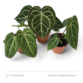 Three dark green, pale-veined Velvety Anthuriums grouped in nursery pots