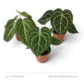 Velvety Anthuriums plant set with three dark green, pale-veined plants viewed from above