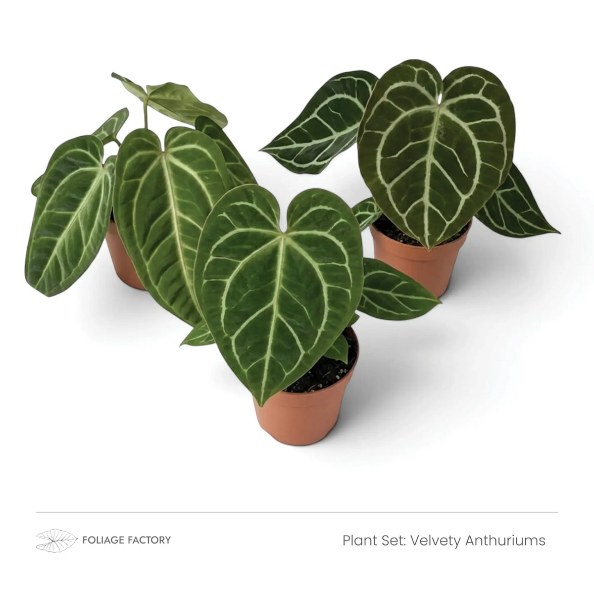 Velvety Anthuriums plant set with three dark green, pale-veined plants viewed from above
