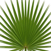 Washingtonia robusta foliage detail showing divided fan fronds with pale curling filaments