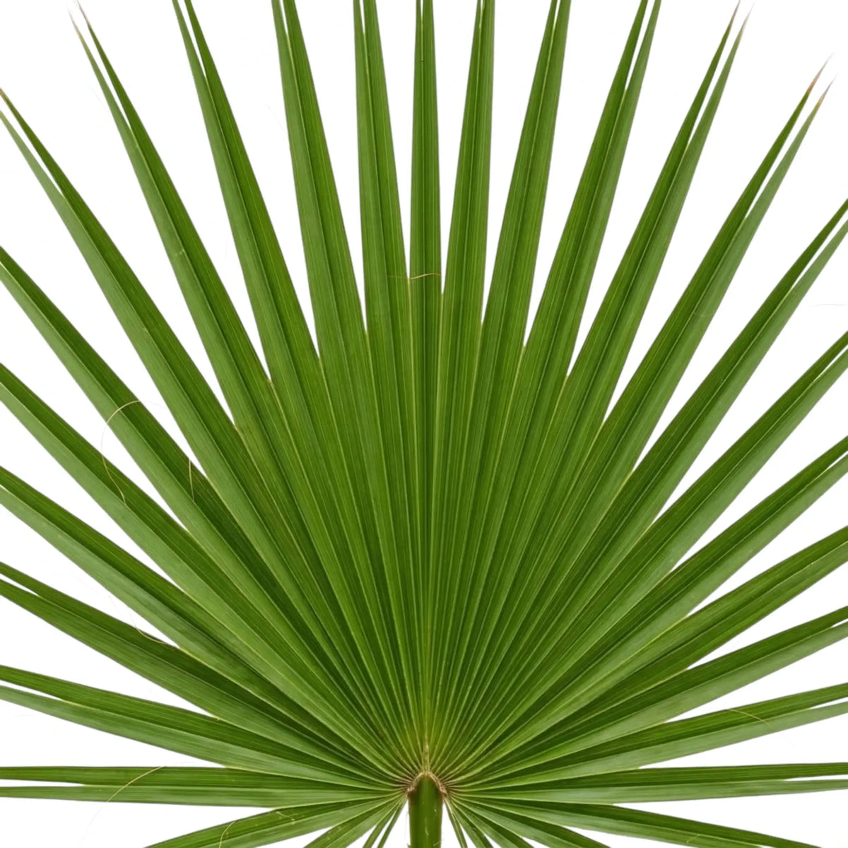 Washingtonia robusta foliage detail showing divided fan fronds with pale curling filaments