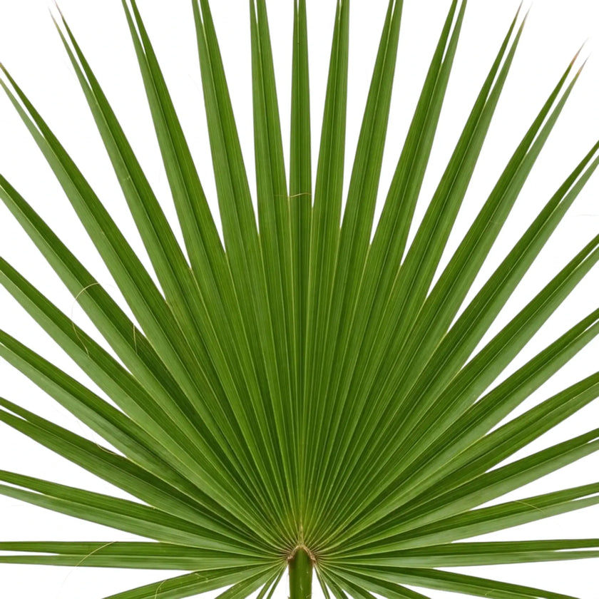 Washingtonia robusta foliage detail showing divided fan fronds with pale curling filaments