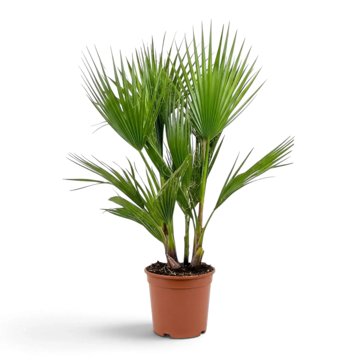 Washingtonia robusta large palm with a full crown of pleated fan-shaped green fronds