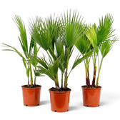 Washingtonia robusta large potted plant with broad fan leaves on long slender leaf stalks