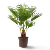 Washingtonia robusta large palm showing a dense crown of divided green fan fronds