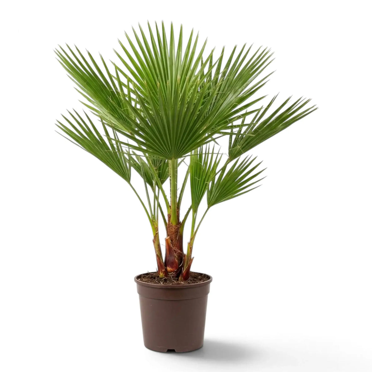 Washingtonia robusta large palm showing a dense crown of divided green fan fronds