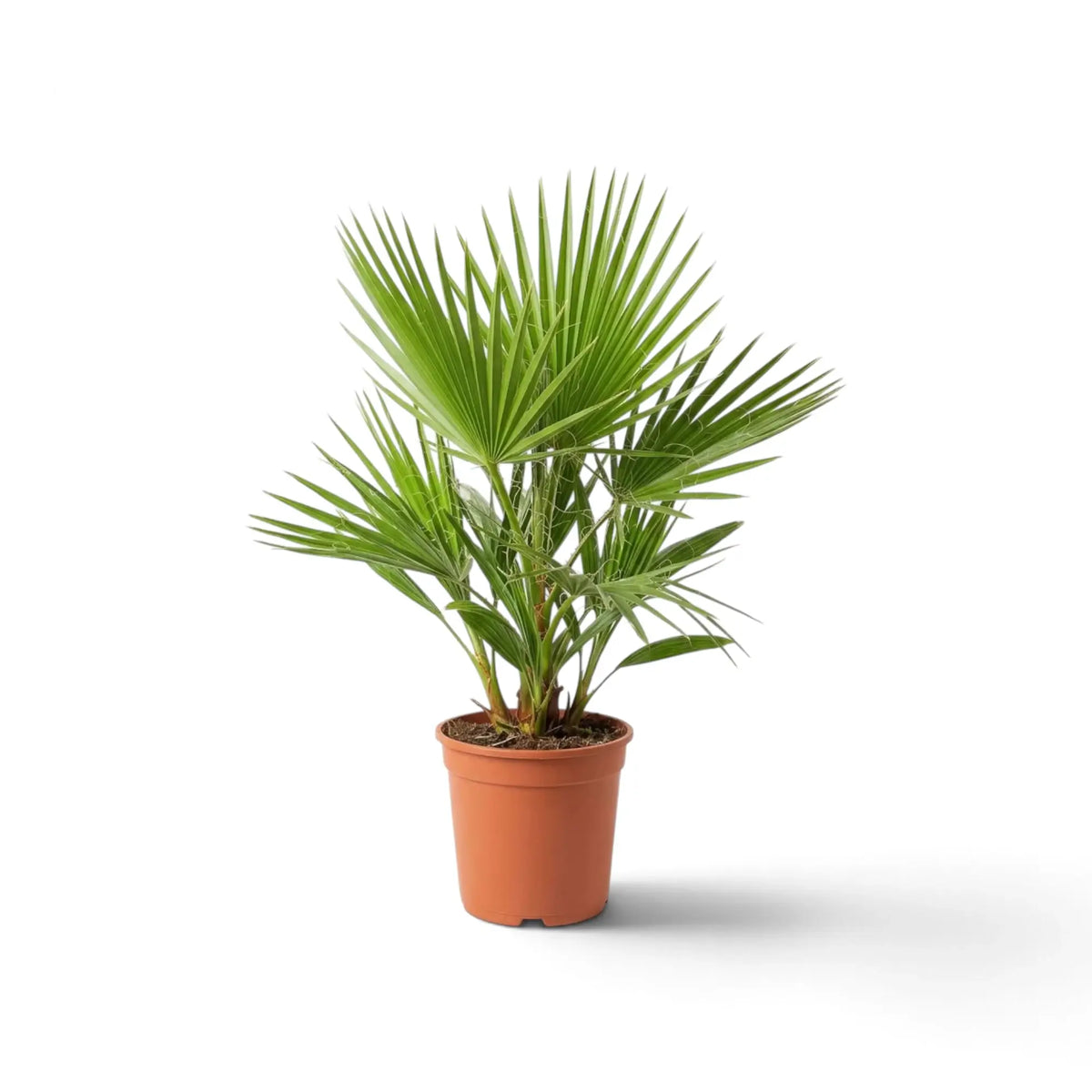 Washingtonia robusta medium palm with a crown of deeply pleated green fronds