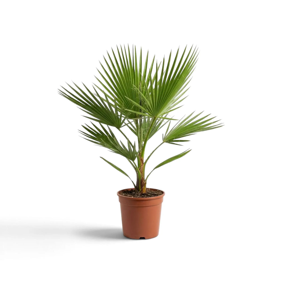 Washingtonia robusta medium palm in a nursery pot with layered fan-shaped foliage