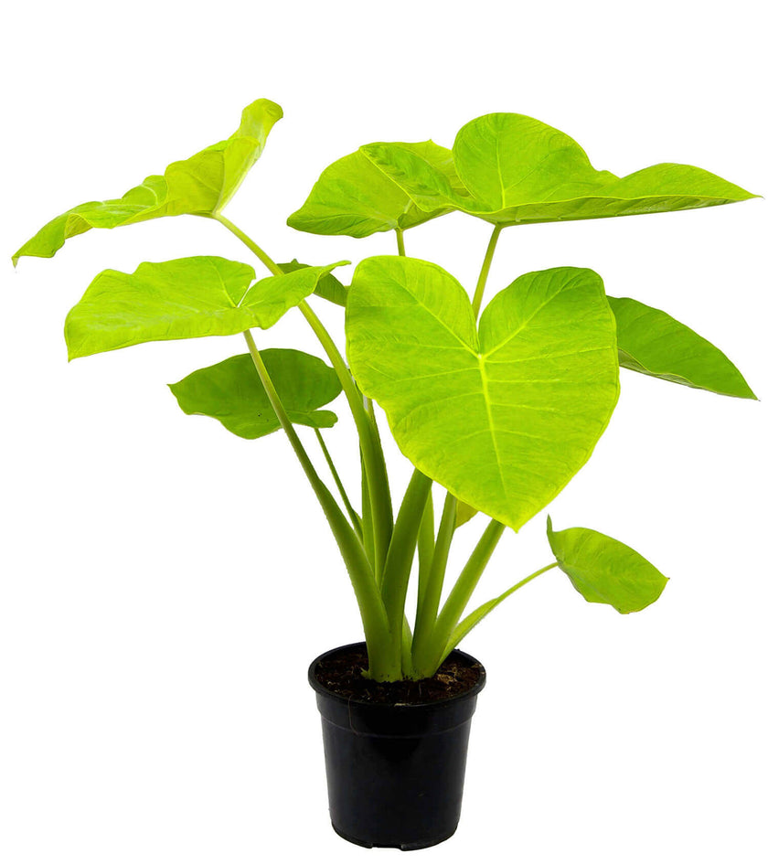 Xanthosoma sagittifolium ‘Lime’ Zimmerpflanze im Anzuchttopf vor weißem Hintergrund, Produktfoto 2.
