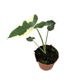 Xanthosoma sagittifolium 'Mickey Mouse' – Zimmerpflanze im Kulturtopf auf weißem Hintergrund, Produktfoto 3.