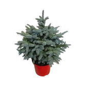 Xmas tree - Picea pungens "Super Blue".
