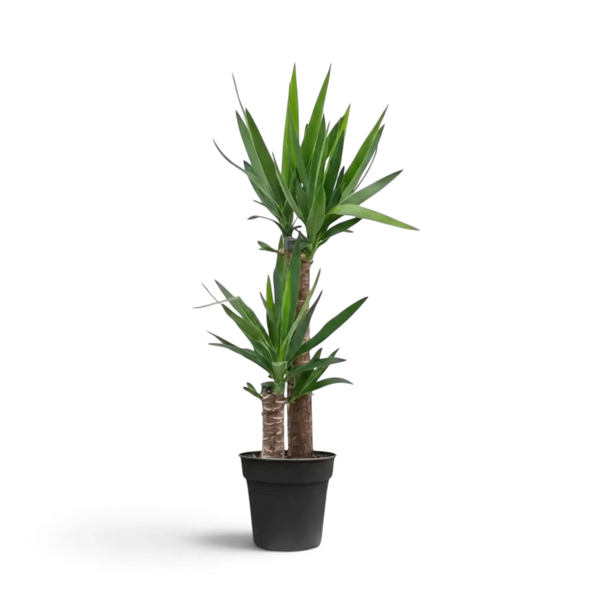 Extra-large Yucca gigantea with tall woody trunks and broad rosettes of pointed green leaves