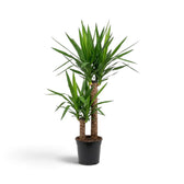 Extra-large Yucca gigantea with woody stems topped by dense crowns of narrow green leaves