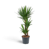 Yucca gigantea extra-large plant with upright woody stems and long sword-shaped leaves