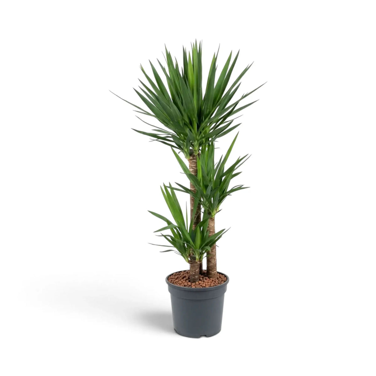 Yucca gigantea extra-large plant with upright woody stems and long sword-shaped leaves