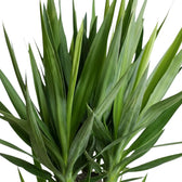 Close-up of a Yucca gigantea leaf crown with overlapping sword-shaped green leaves