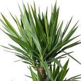 Close-up of dense green Yucca gigantea leaves emerging from the top of a woody cane