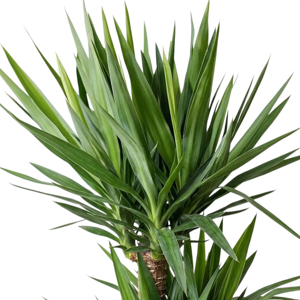 Close-up of dense green Yucca gigantea leaves emerging from the top of a woody cane