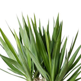 Yucca gigantea leaf rosette detail with long arching and upright green blades