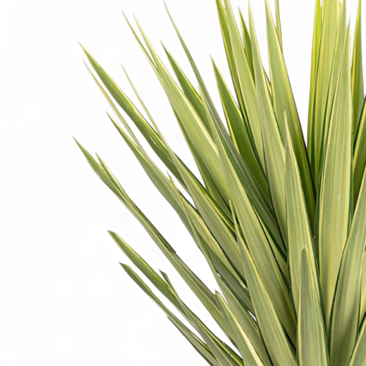 Yucca gigantea 'Jewel' leaf detail on white background.