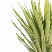 Yucca gigantea 'Jewel' leaf detail on white background.