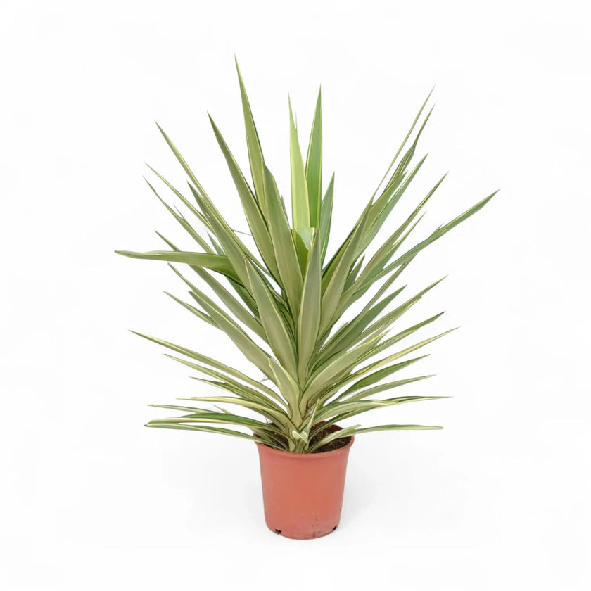 Yucca gigantea 'Jewel' – Zimmerpflanze im Kulturtopf auf weißem Hintergrund, Produktfoto 2.