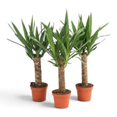 Large Yucca gigantea with woody trunks and full rosettes of narrow green leaves in a nursery pot