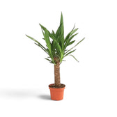 Large Yucca gigantea with woody stems and pointed green leaves forming dense crowns