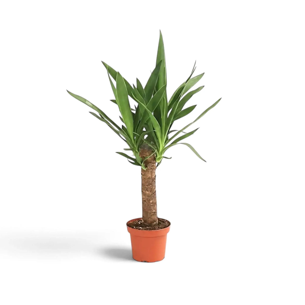 Large Yucca gigantea with woody stems and pointed green leaves forming dense crowns