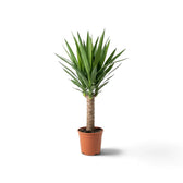 Large potted Yucca gigantea showing branching trunks topped with dense leaf rosettes