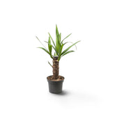 Small Yucca gigantea with a woody trunk and rosettes of long pointed green leaves in a nursery pot