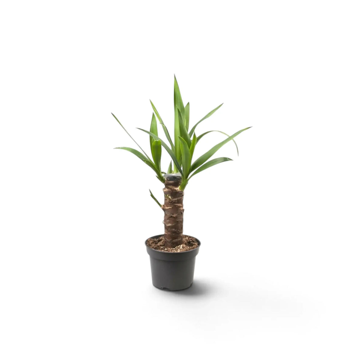 Small Yucca gigantea with a woody trunk and rosettes of long pointed green leaves in a nursery pot