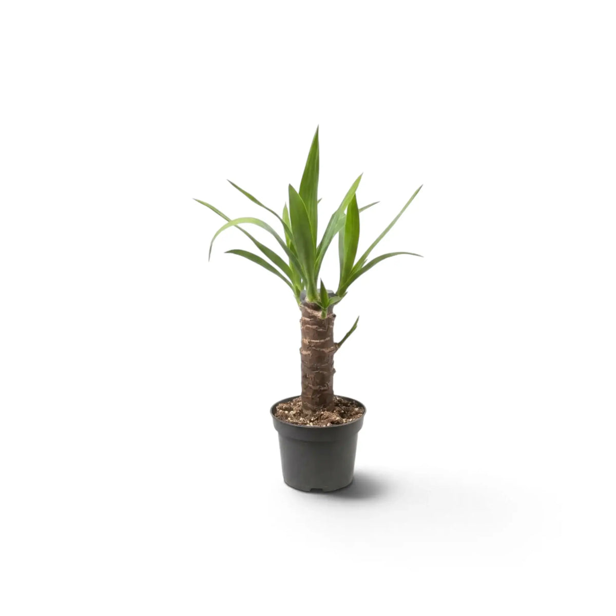Small Yucca gigantea with woody stems and narrow green leaves forming upright rosettes