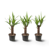 Small potted Yucca gigantea showing woody stems topped with spiky green foliage
