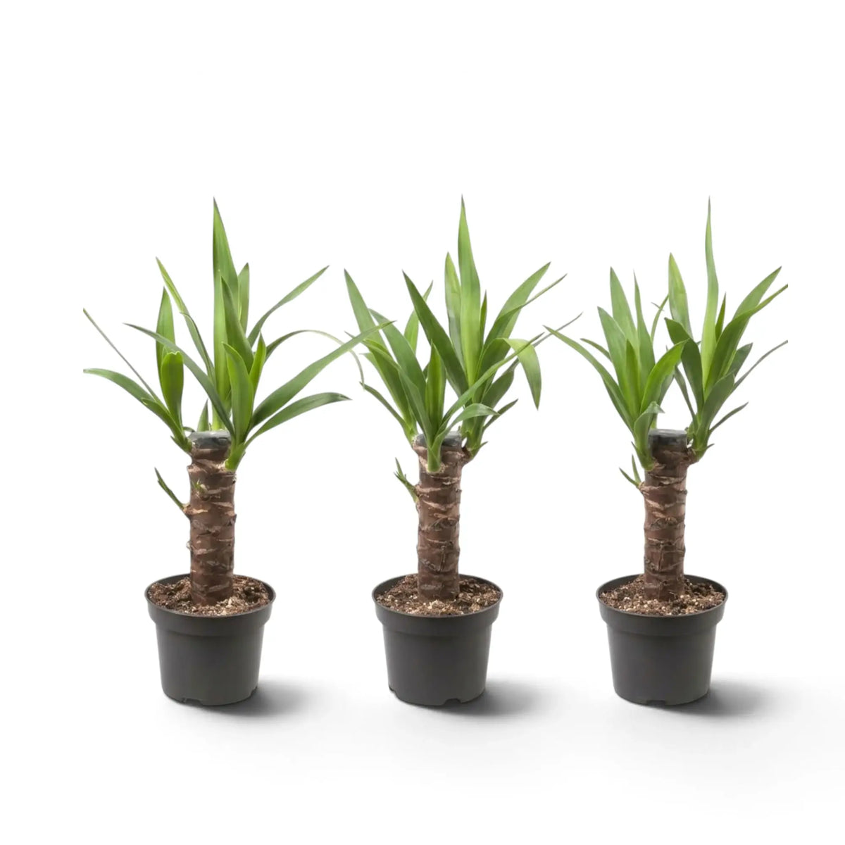 Small potted Yucca gigantea showing woody stems topped with spiky green foliage