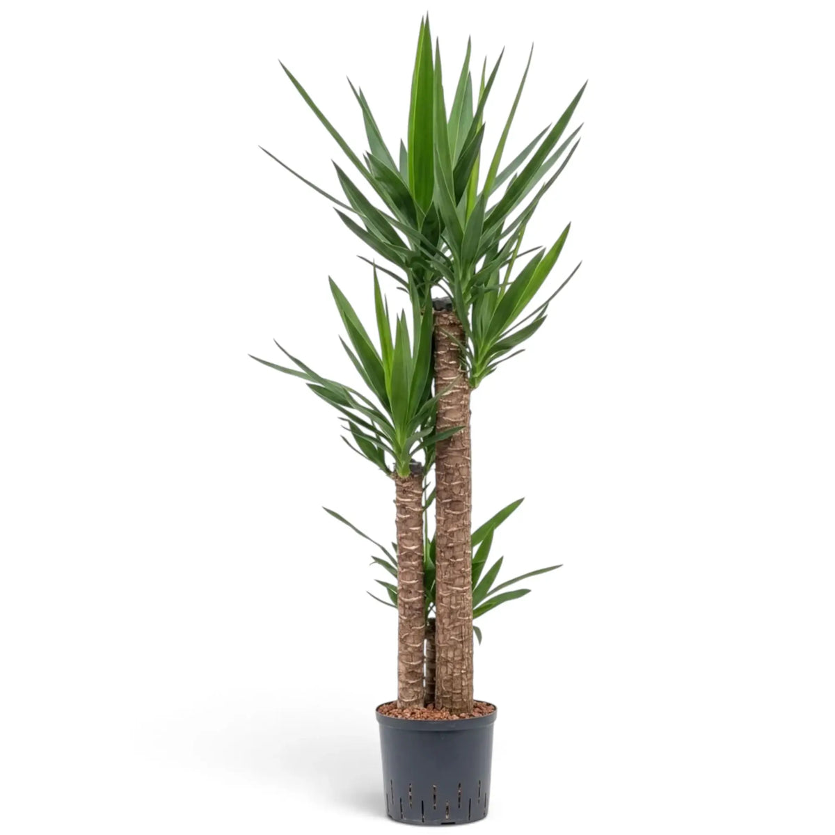XXL Yucca gigantea with multiple woody trunks topped by dense crowns of green leaves