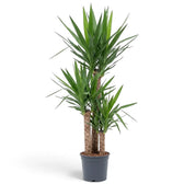 Yucca gigantea XXL plant with multiple woody stems and large upright leaf rosettes