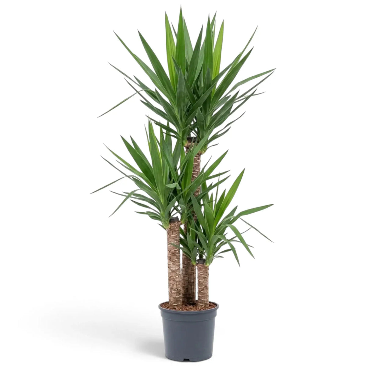 Yucca gigantea XXL plant with multiple woody stems and large upright leaf rosettes