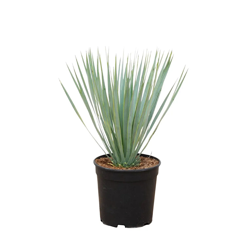 Yucca rostrata – Zimmerpflanze im Kulturtopf auf weißem Hintergrund, Produktfoto 2.