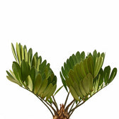 Nahaufnahme eines Blatts von Zamia furfuracea vor weißem Hintergrund.