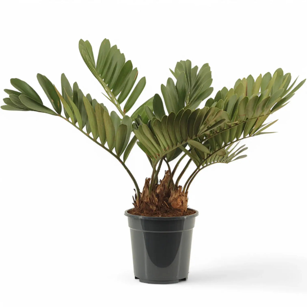 Zamia furfuracea – Zimmerpflanze im Kulturtopf auf weißem Hintergrund, Produktfoto 2.