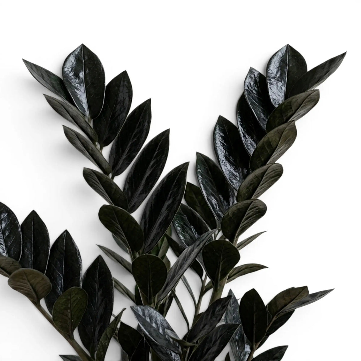 Blätter von Zamioculcas zamiifolia 'Raven' in Nahaufnahme.
