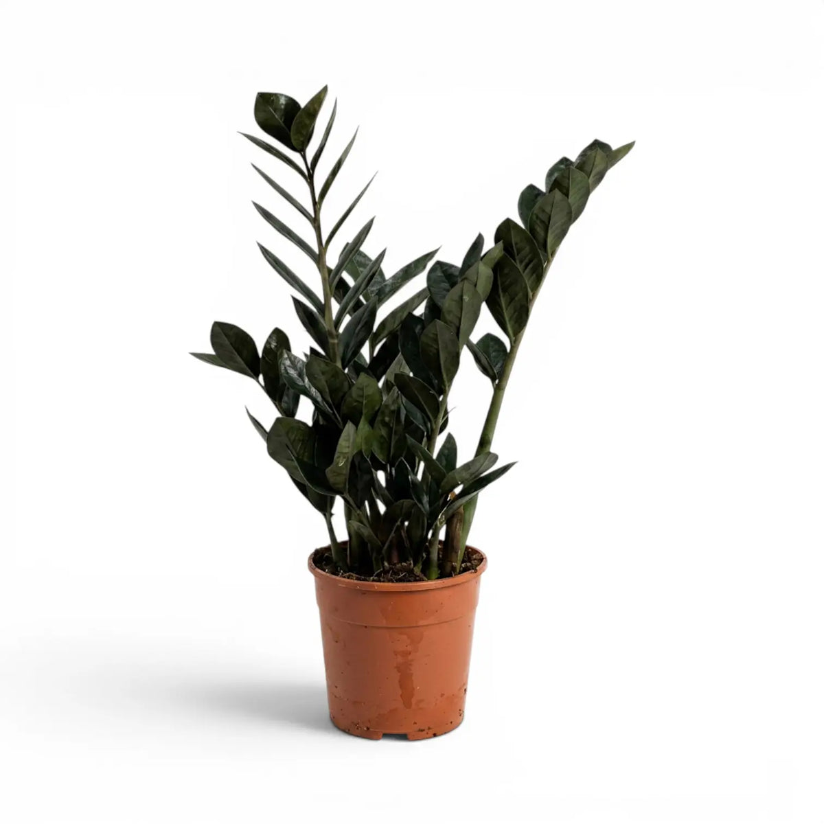 Zamioculcas zamiifolia 'Raven' im Kulturtopf.