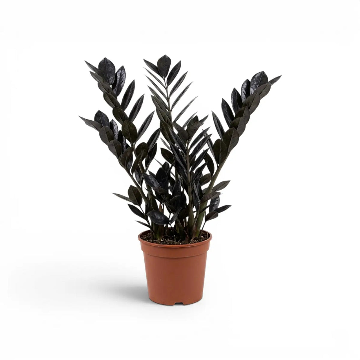 Zamioculcas zamiifolia 'Raven' im Kulturtopf.